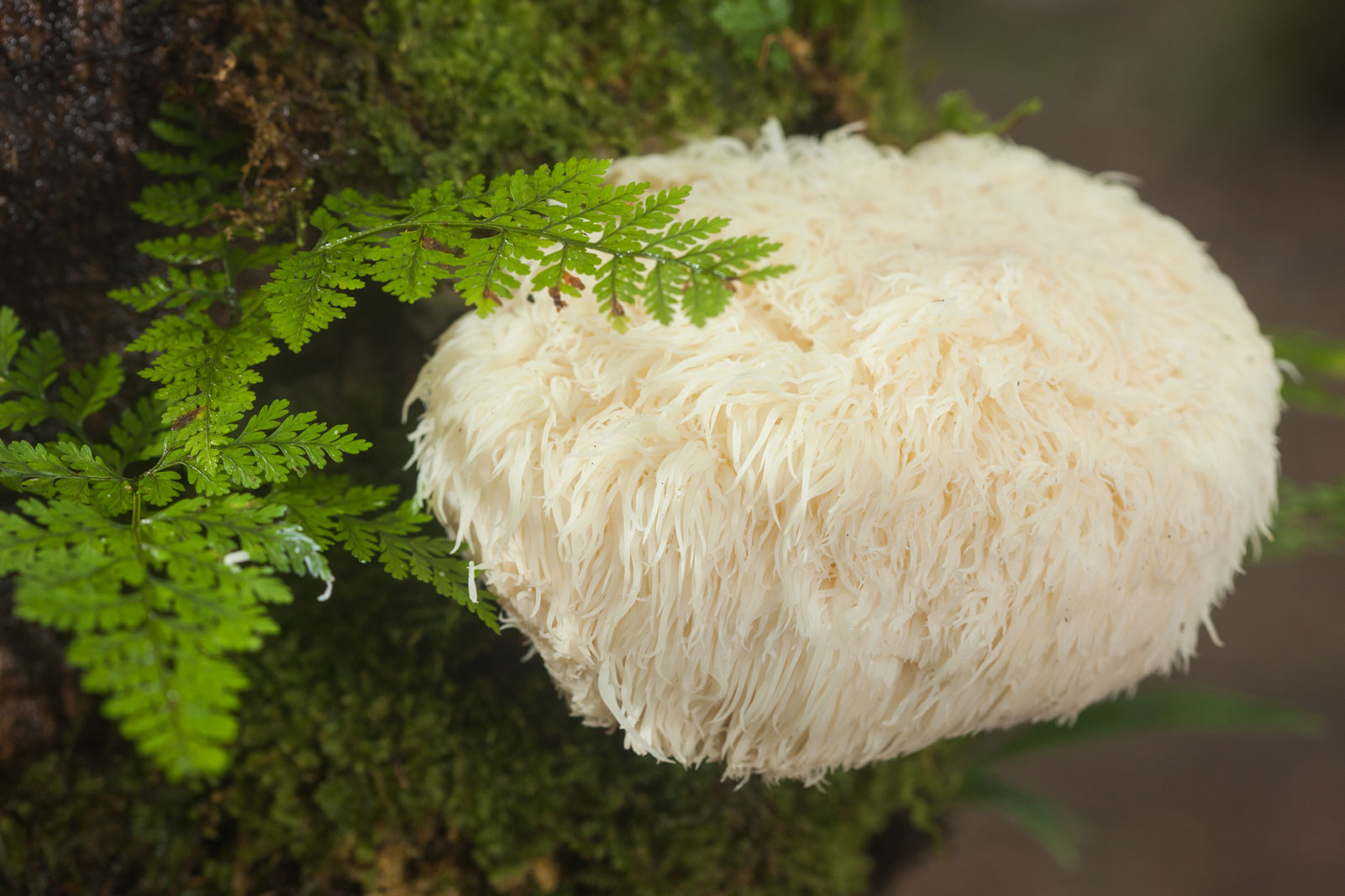 The Magical Benefits of Lion’s Mane Mushrooms